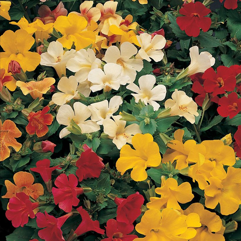 Mimulus Mystic Mixed (Fioritura)