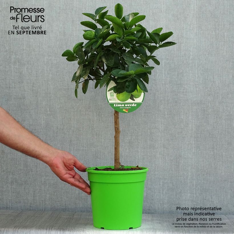 Esemplare di Citrus x latifolia - Lima verde Vaso da 4L/5L, Vaso impalcato basso consegnato in estate