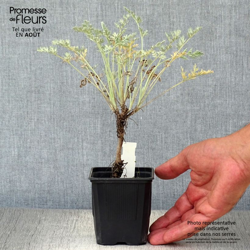 Esemplare di Artemisia absinthium Lambrook Silver - Assenzio vero Vasetto da 8/9 cm consegnato in estate
