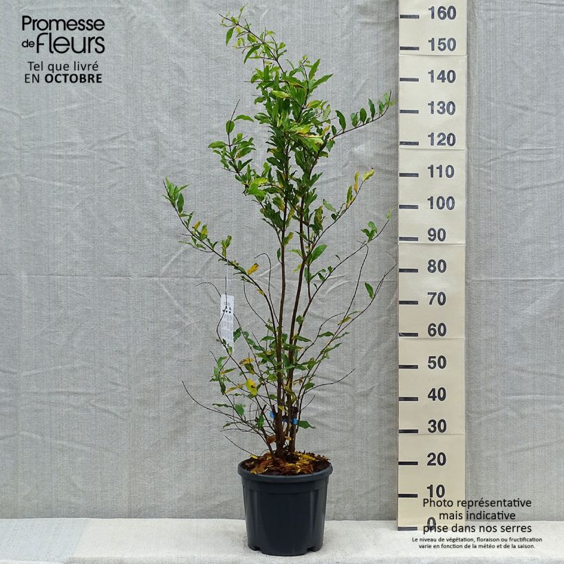 Esemplare di Melograno Malisi - Punica granatum Vaso da 7,5L/10L, Vaso impalcato medioAltezza consegnata circa 125/150cm come consegnato in autunno