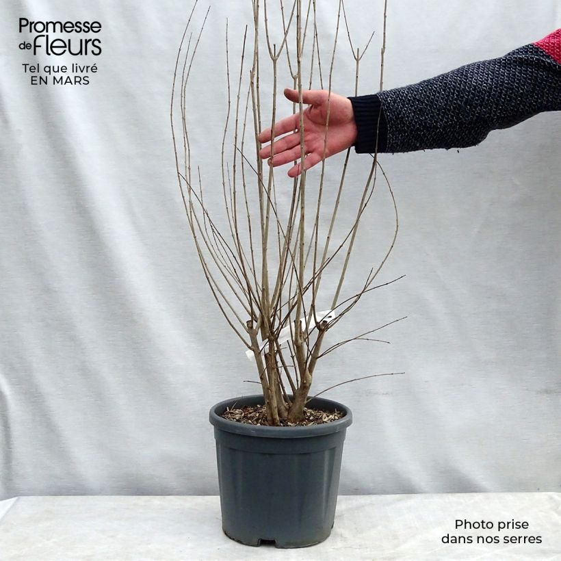 Punica granatum California Sunset - Melograno Vaso da 7,5L/10L esemplare consegnato in primavera