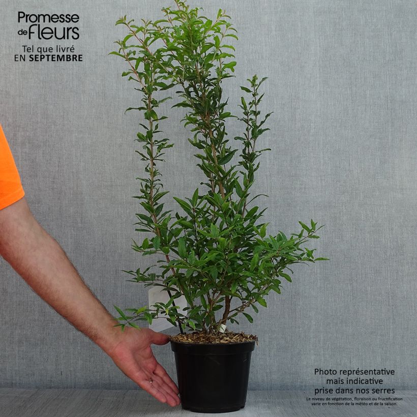 Esemplare di Melograno Dente di leone - Punica granatum Vaso da 1,5L/2L, Multifusto consegnato in estate