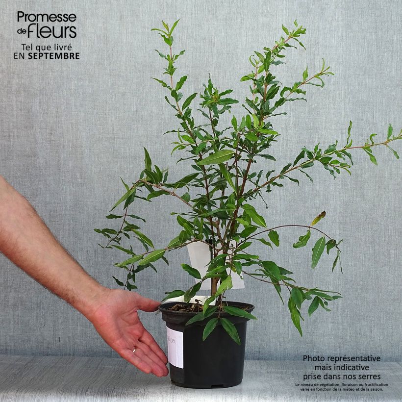 Esemplare di Melograno Mollar de Elche - Punica granatum Vaso da 1,5L/2L, Multifusto consegnato in estate