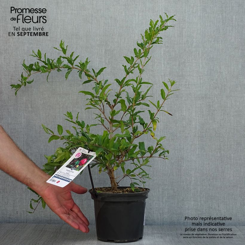 Esemplare di Melograno Provenza - Punica granatum Vaso da 1,5L/2L, Multifusto consegnato in estate