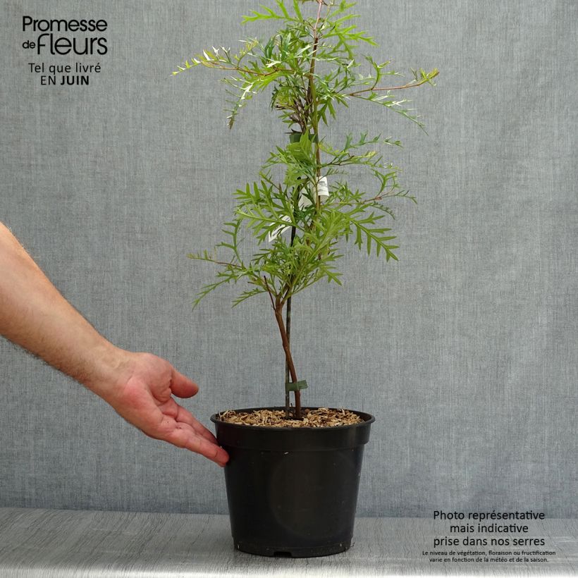 Esemplare di Grevillea Bronze Rambler Vaso da 4L/5L consegnato in estate