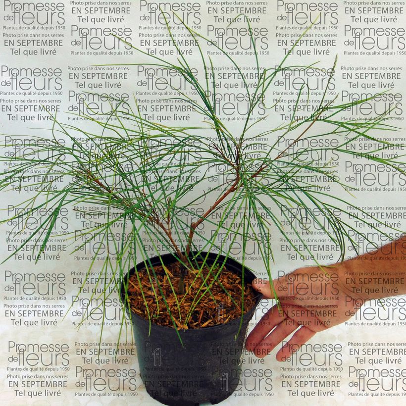 Esempio di esemplare Grevillea johnsonii Vaso da 2L/3L come consegnato