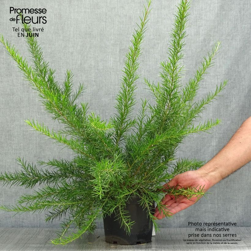 Esemplare di Grevillea Canberra Gem Vaso da 2L/3L consegnato in estate