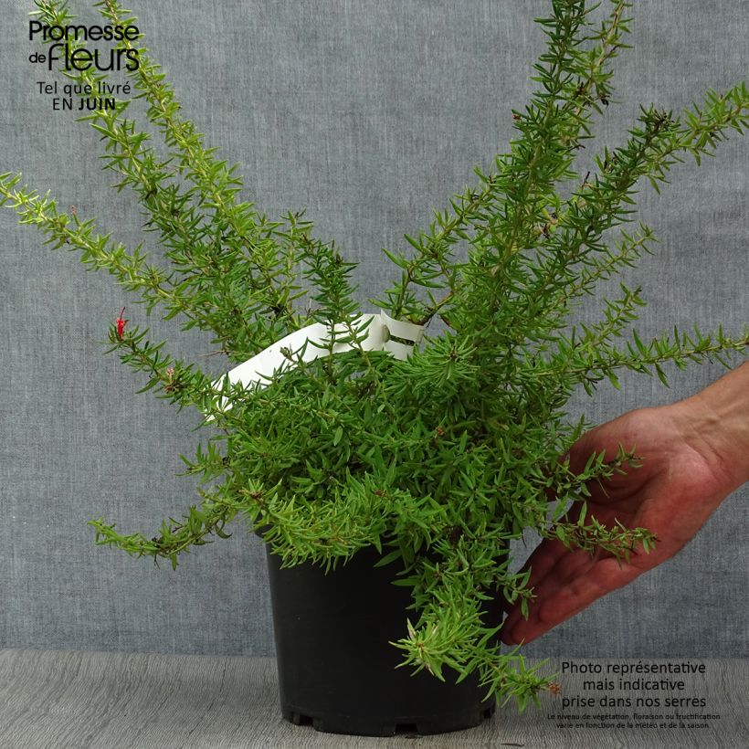 Esemplare di Grevillea juniperina New Blood Vaso da 2L/3L consegnato in estate