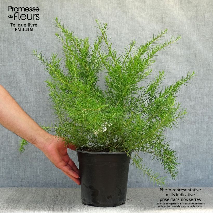 Esemplare di Grevillea juniperina Vaso da 2L/3L consegnato in estate
