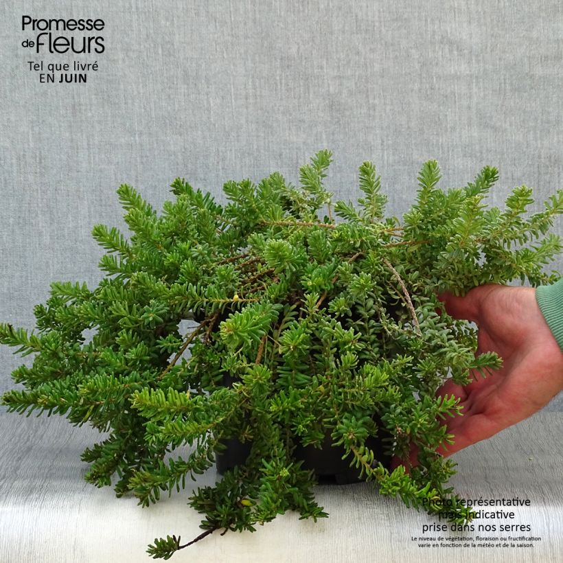 Esemplare di Grevillea lanigera Tamboritha Vaso da 2L/3L consegnato in estate
