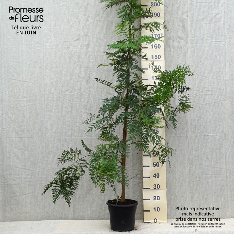 Esemplare di Grevillea robusta Vaso da 7,5L/10L consegnato in estate
