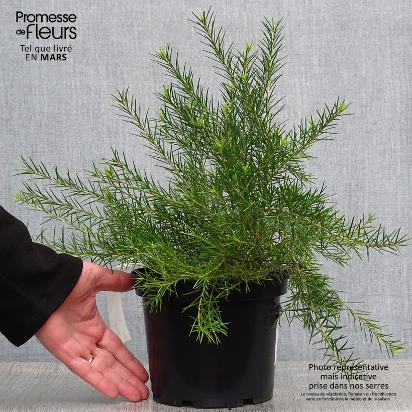 Grevillea rosmarinifolia Vaso da 2L/3L esemplare consegnato in primavera