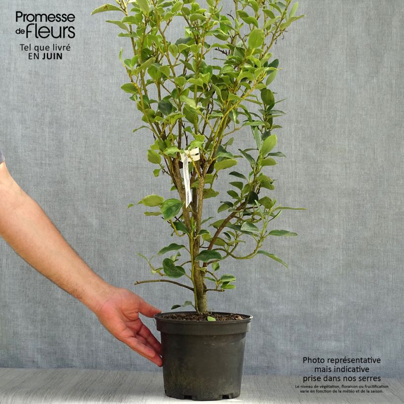 Esemplare di Griselinia littoralis Bantry Bay Vaso da 3L/4L consegnato in estate