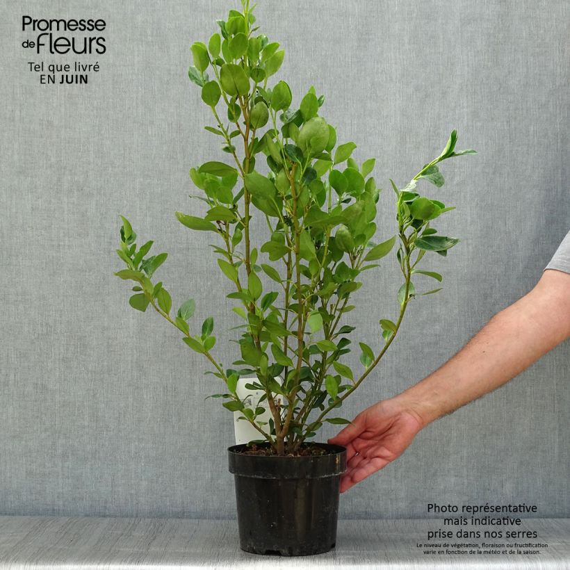 Esemplare di Griselinia littoralis Green Horizon Vaso da 2L/3L consegnato in estate