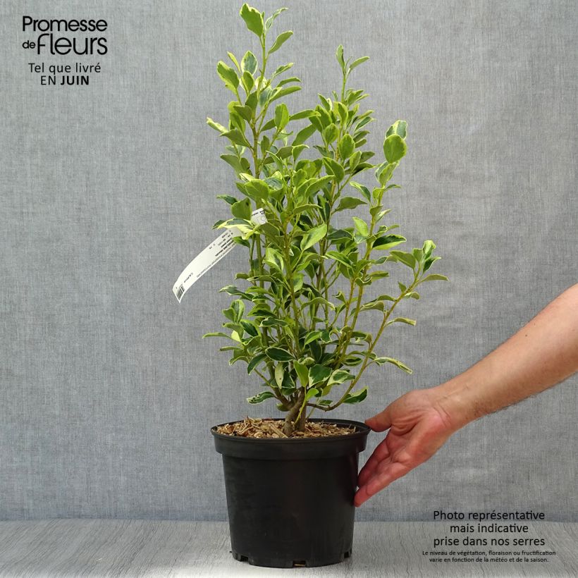 Esemplare di Griselinia littoralis Green Jewel - Griseline du littoral Pot de 4L consegnato in estate