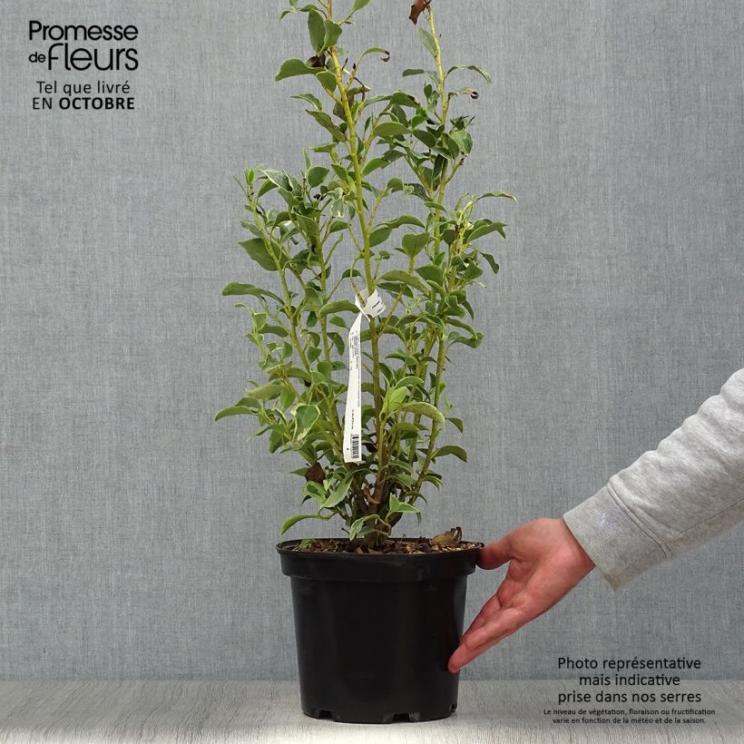 Esemplare di Griselinia littoralis Green Jewel Vaso da 4L/5L come consegnato in autunno