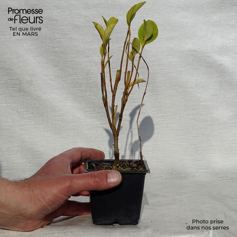 Griselinia littoralis Vasetto da 8/9 cm esemplare consegnato in primavera