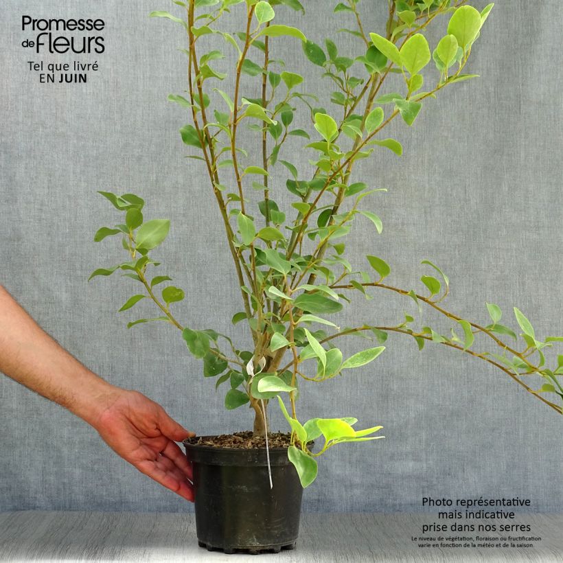 Esemplare di Griselinia littoralis Vaso da 2L/3L consegnato in estate