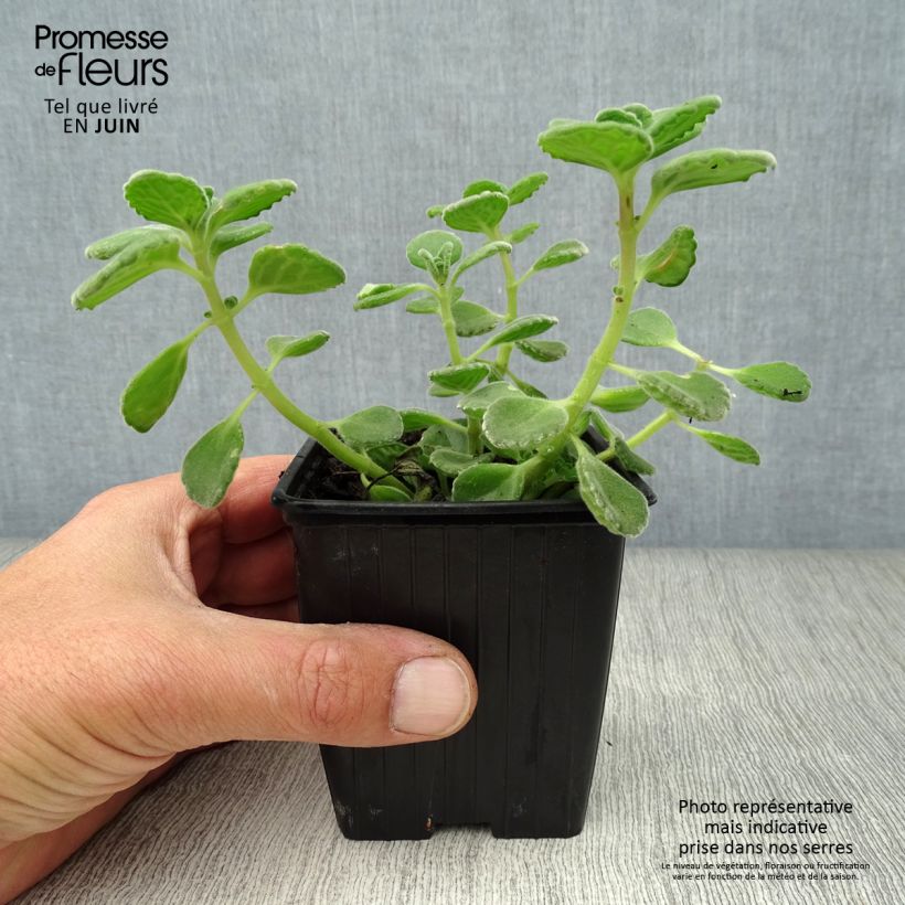 Esemplare di Plectranthus fragrantissimum amboinicus - Origano cubano Vasetto da 8/9 cm consegnato in estate