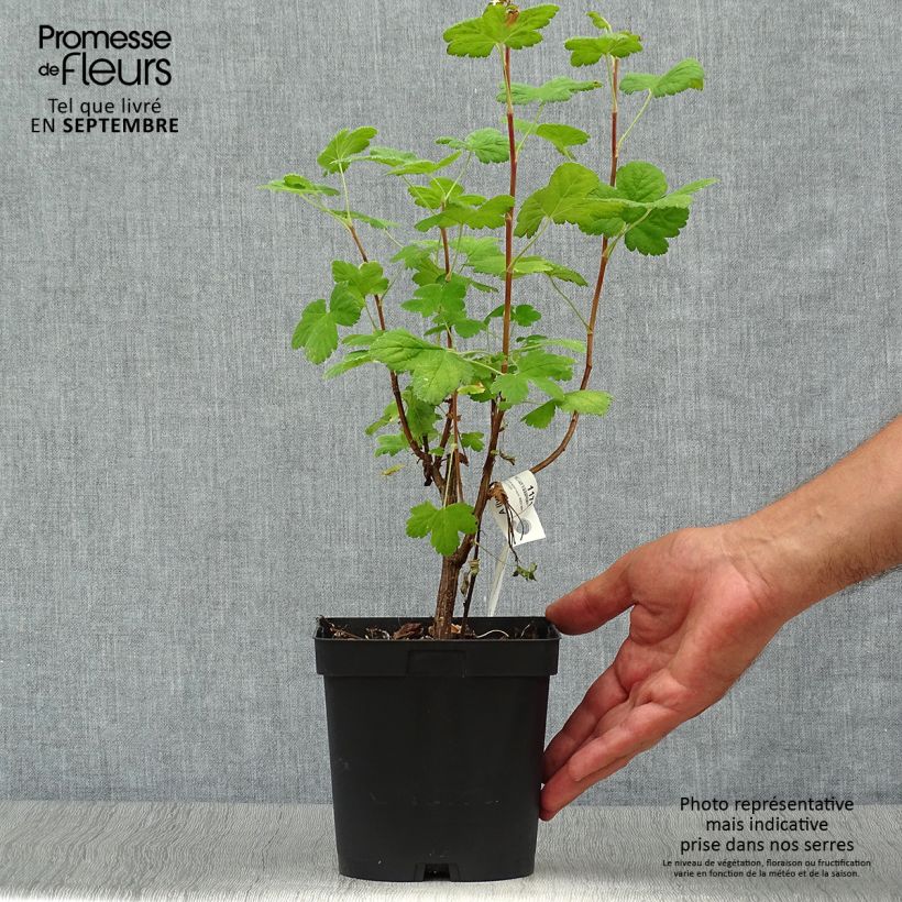 Esemplare di Ribes sanguigno Red Bross Vaso da 2L/3L come consegnato in autunno
