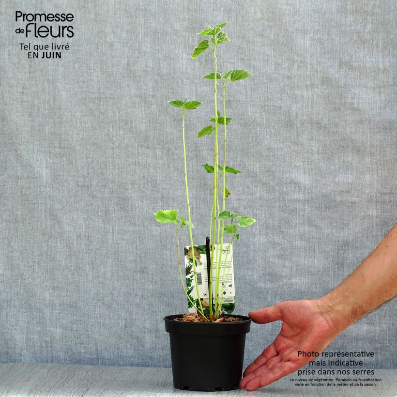 Esemplare di Althaea officinalis - Altea comune Vaso da 1,5L/2L consegnato in estate