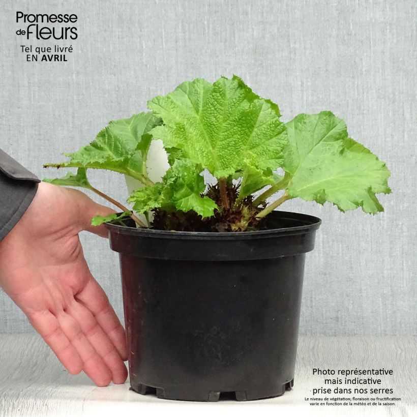 Gunnera manicata - Rabarbaro gigante del Brasile Vaso da 2L/3L esemplare consegnato in primavera