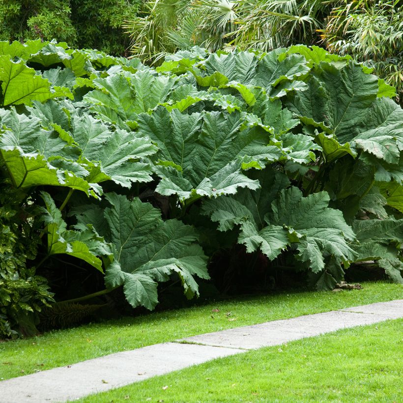 Gunnera manicata - Rabarbaro gigante del Brasile (Porto)
