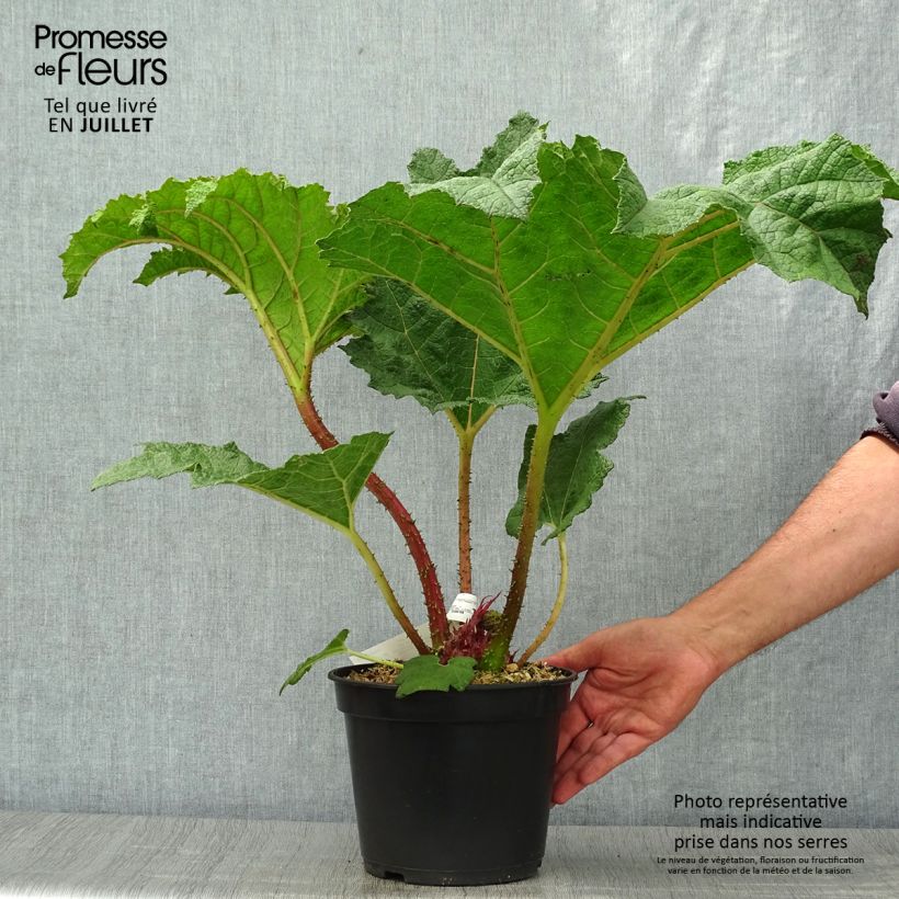 Esemplare di Gunnera manicata - Rabarbaro gigante del Brasile Vaso da 3L/4L consegnato in estate
