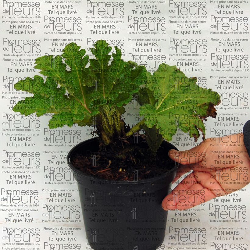 Esempio di esemplare Gunnera tinctoria - Rabarbaro gigante Vaso da 2L/3L come consegnato
