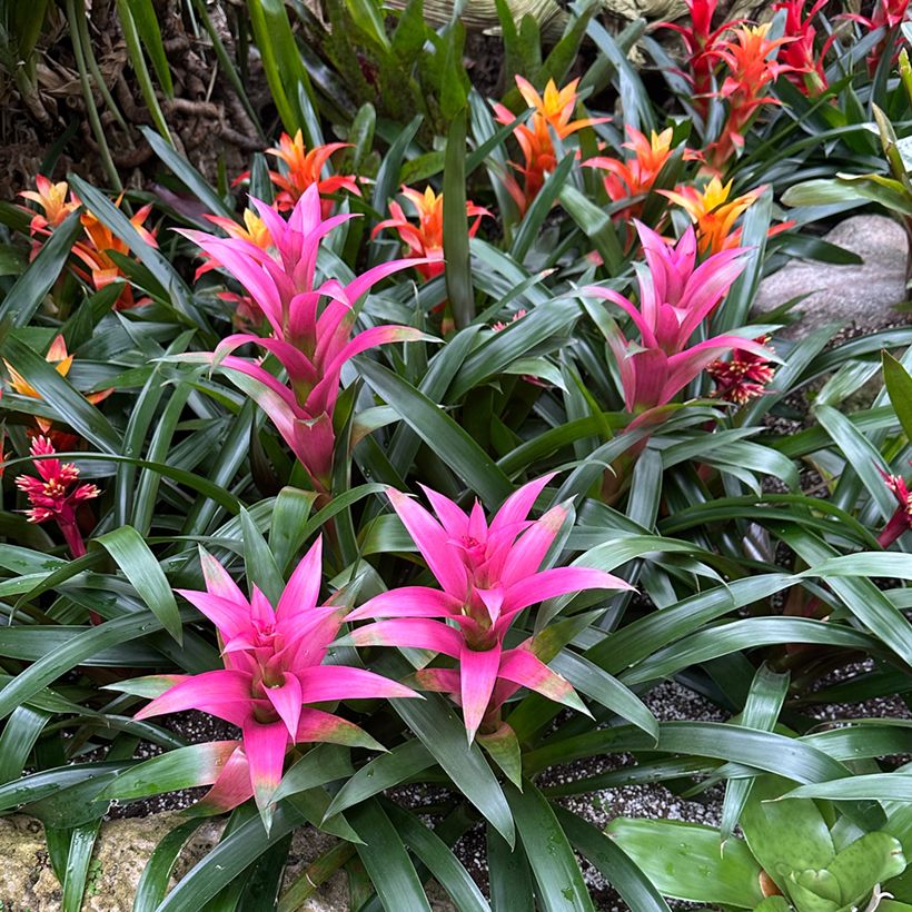 Guzmania Alerta (Porto)