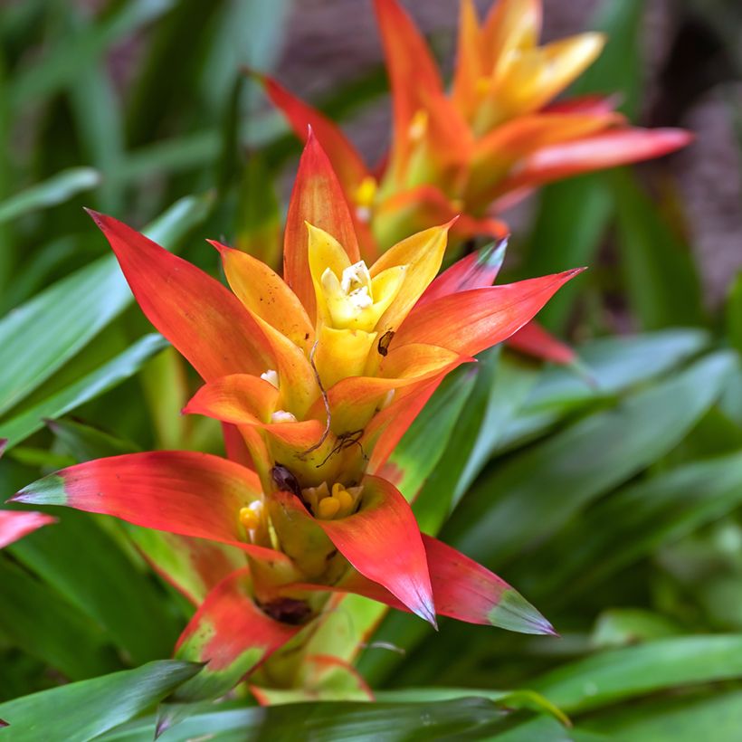 Guzmania Flava (Fioritura)
