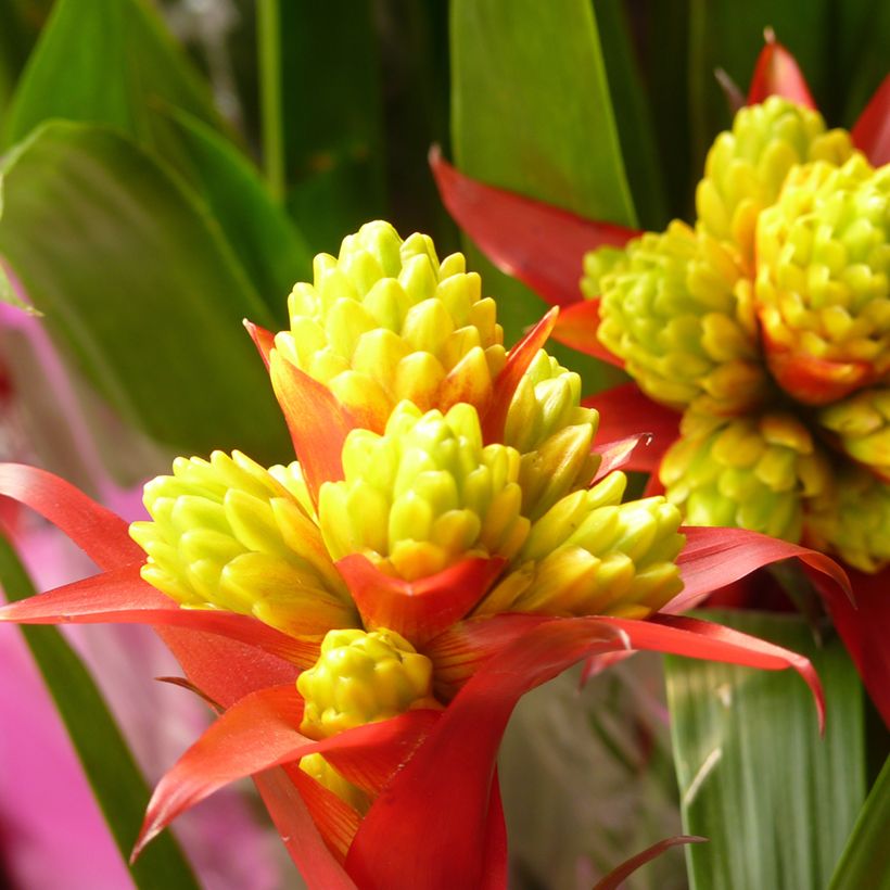 Guzmania Limones (Fioritura)