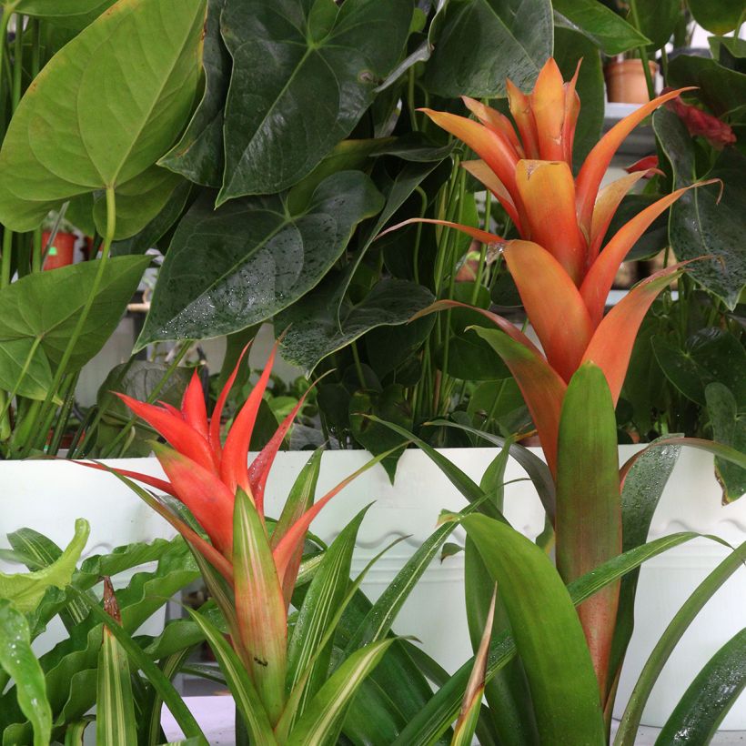 Guzmania Melissa (Porto)