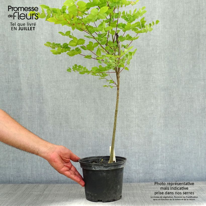 Esemplare di Gymnocladus dioica - Albero del Caffè Vaso da 3L/4L consegnato in estate