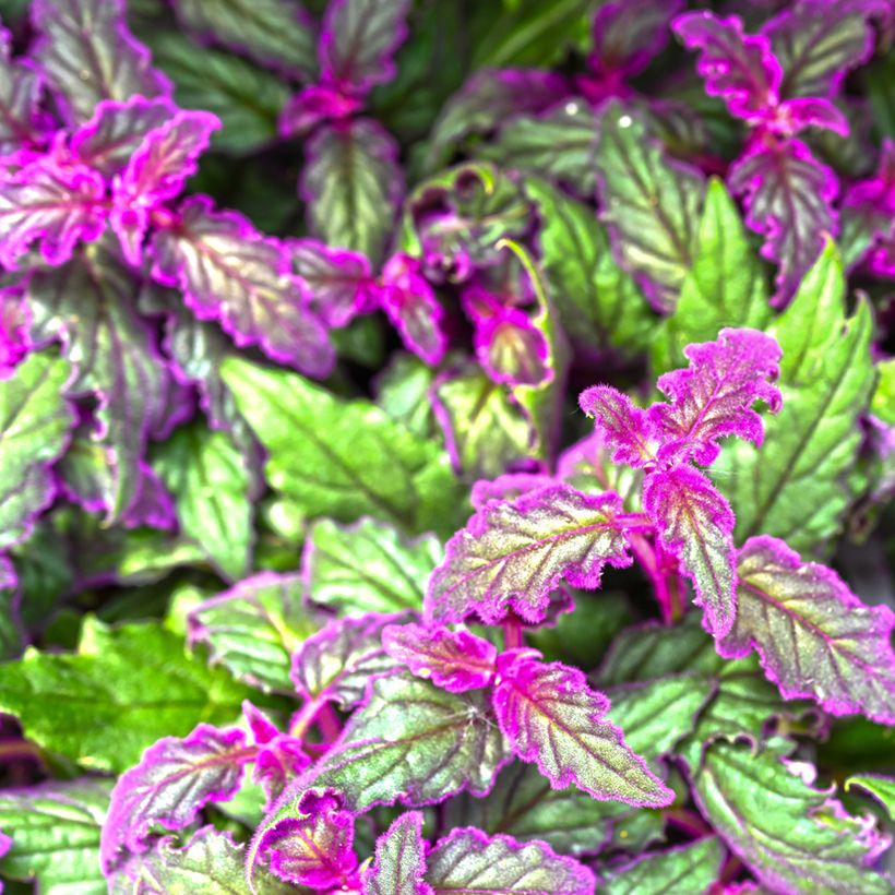 Gynura aurantiaca (Fogliame)