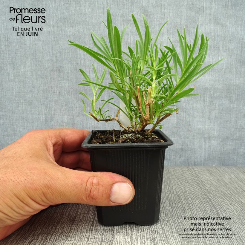 Esemplare di Gypsophila paniculata Rosenschleier Vasetto da 8/9 cm consegnato in estate