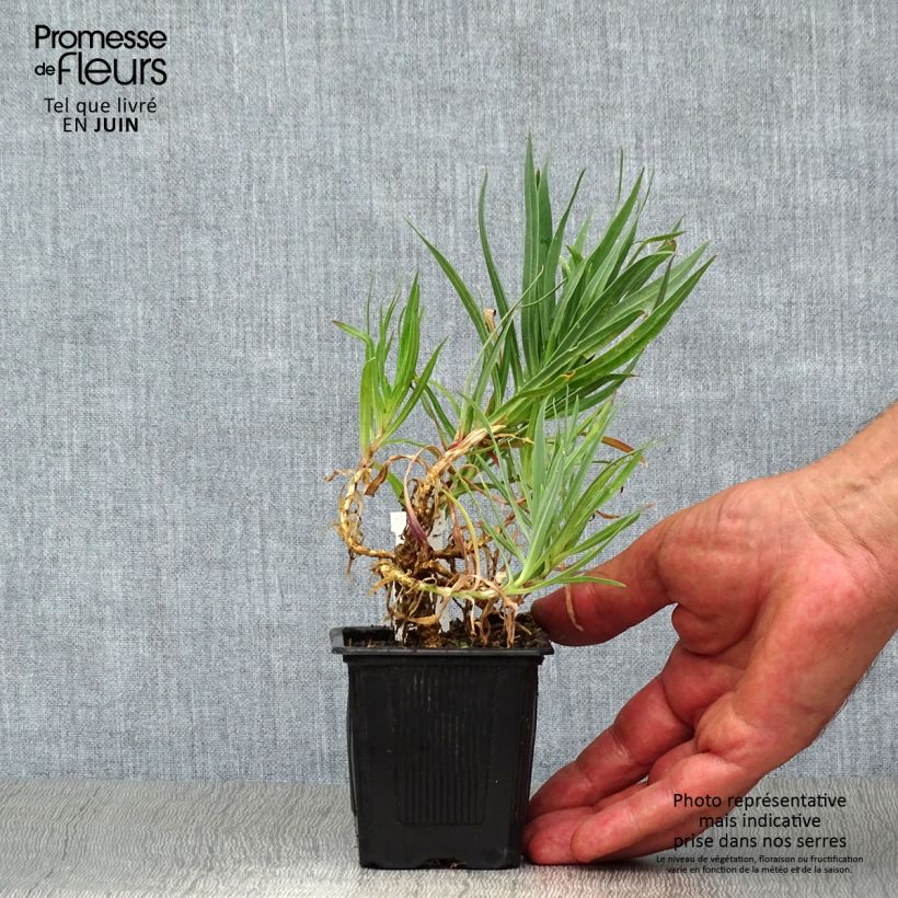 Esemplare di Gypsophila paniculata Bristol Fairy Vasetto da 8/9 cm consegnato in estate