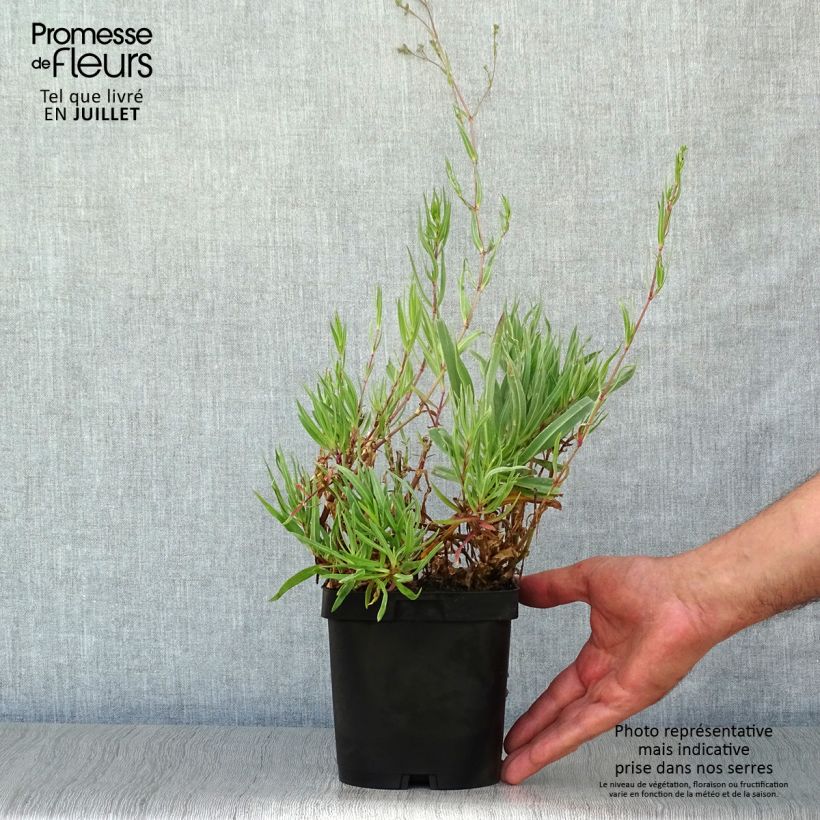 Esemplare di Gypsophila paniculata Bristol Fairy Vaso da 2L/3L consegnato in estate