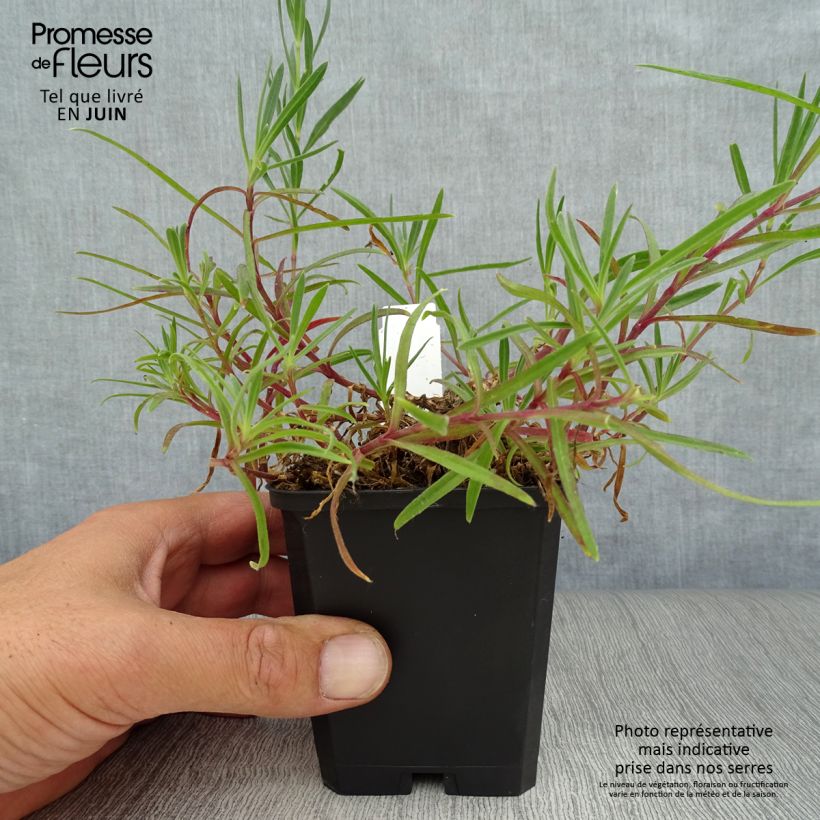 Esemplare di Gypsophila paniculata Flamingo Vasetto da 8/9 cm consegnato in estate