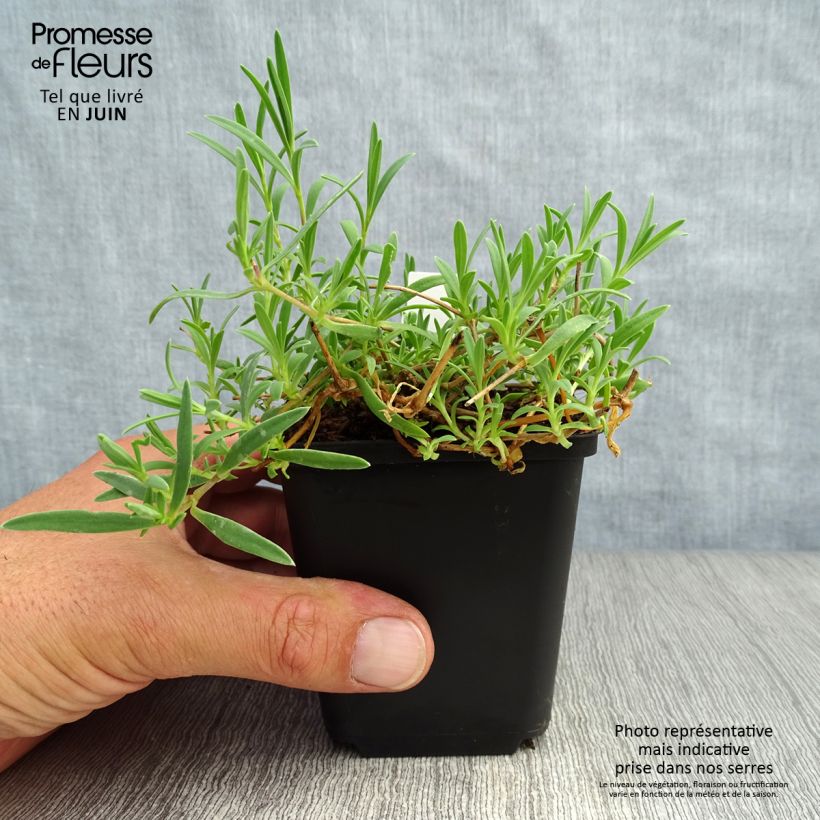 Esemplare di Gypsophila repens Rosa Schönheit Vasetto da 8/9 cm consegnato in estate