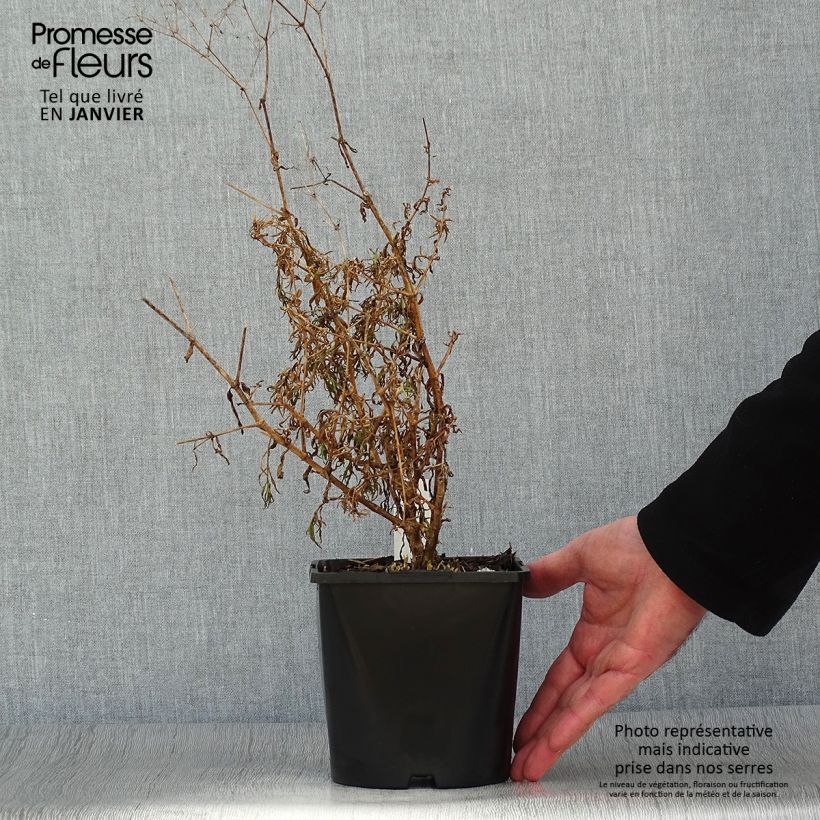 Gypsophila paniculata Festival Pink Vaso da 2L/3L esemplare consegnato in inverno