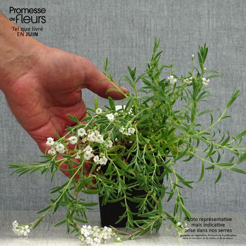 Esemplare di Gypsophila repens Alba Vasetto da 8/9 cm consegnato in estate