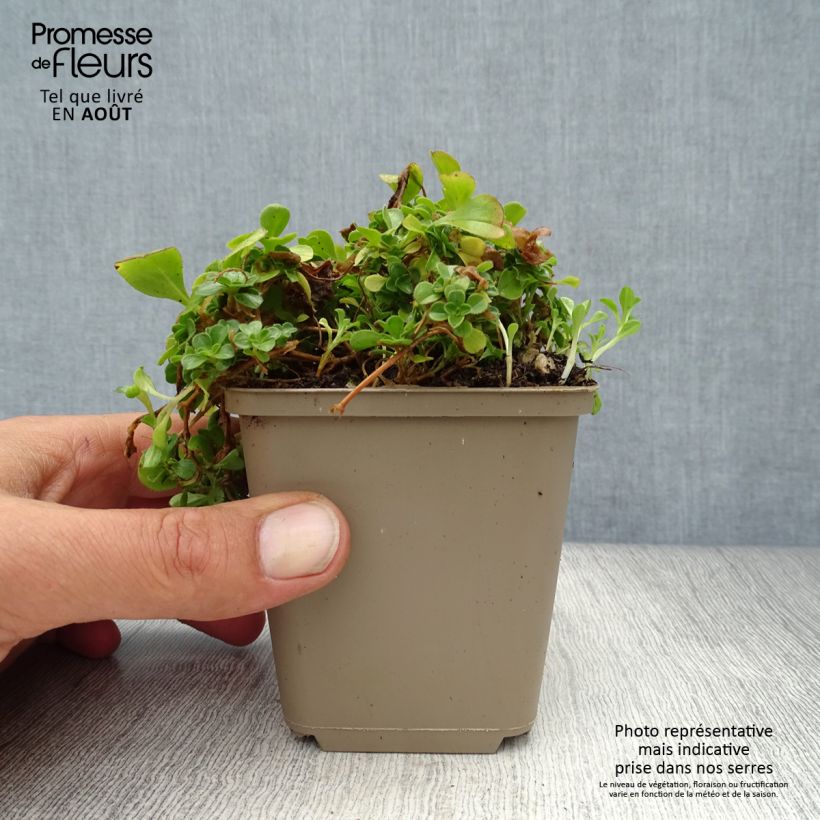 Esemplare di Gypsophila cerastioides Vasetto da 8/9 cm consegnato in estate