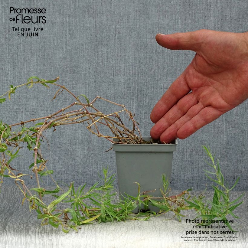 Esemplare di Gypsophila paniculata Schneeflocke Vasetto da 8/9 cm consegnato in estate