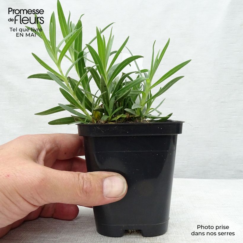 Gypsophila paniculata Schneeflocke Vasetto da 8/9 cm esemplare consegnato in primavera