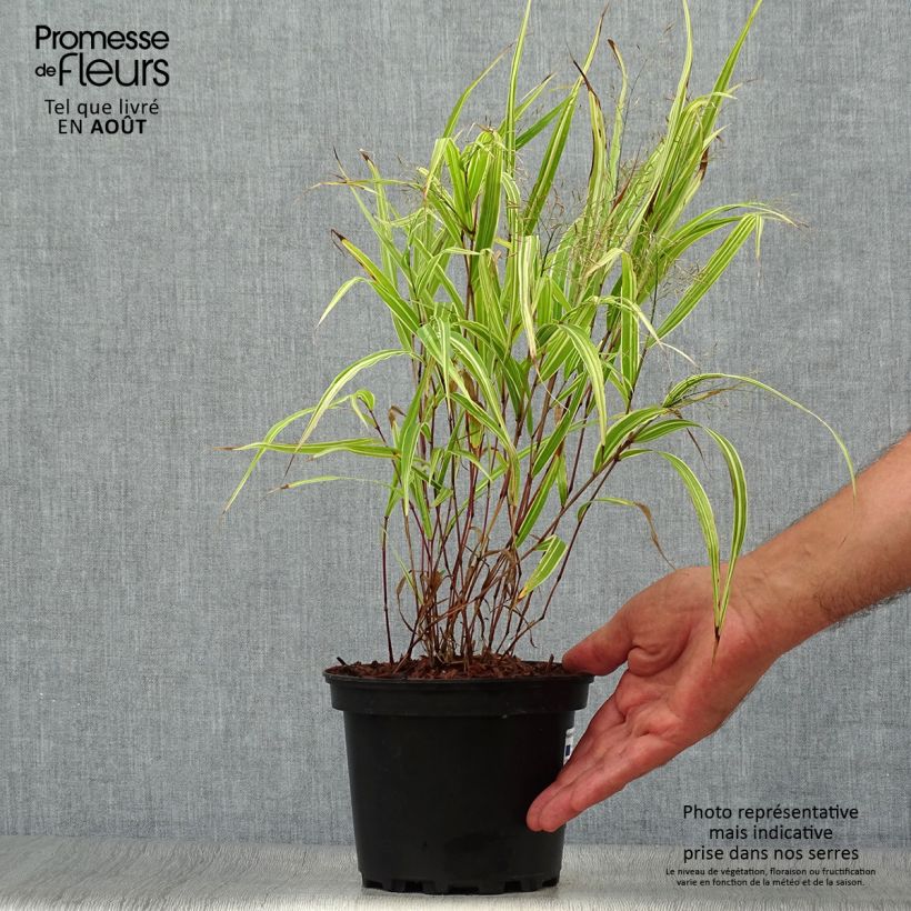 Esemplare di Hakonechloa macra Albostriata - Erba della foresta giapponese Vaso da 2L/3L consegnato in estate