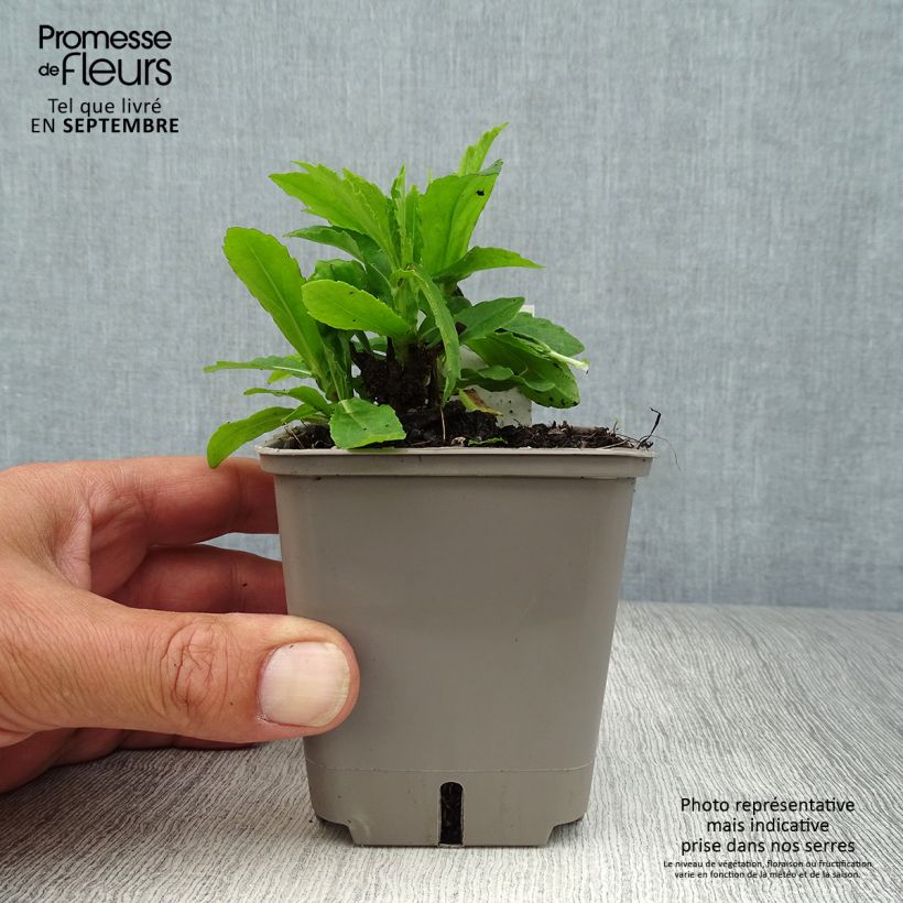 Esemplare di Helenium Okra Sundae Vasetto da 8/9 cm come consegnato in autunno