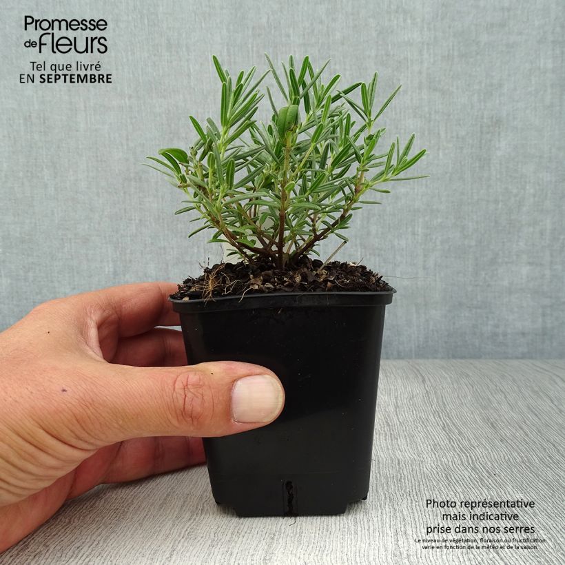 Esemplare di Helianthemum Suprême - Eliantemo Vasetto da 8/9 cm come consegnato in autunno