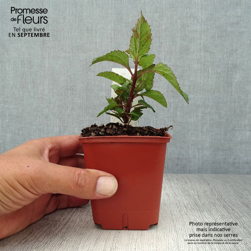 Esemplare di Heliopsis helianthoides var. scabra Punto Rosso Vasetto da 8/9 cm come consegnato in autunno
