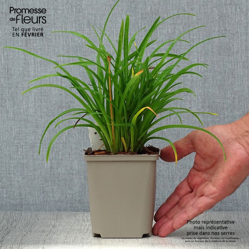 Esemplare di Hemerocallis Everydaylily Cerise - Emerocallide Vasetto da 8/9 cm come consegnato in autunno